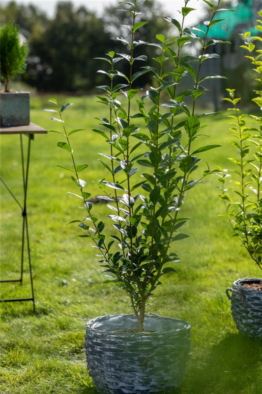  Ovalblättriger Liguster - Hecke