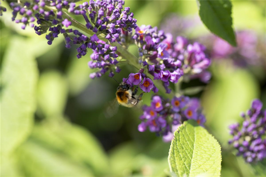  Insektennährgehölz-Hecke