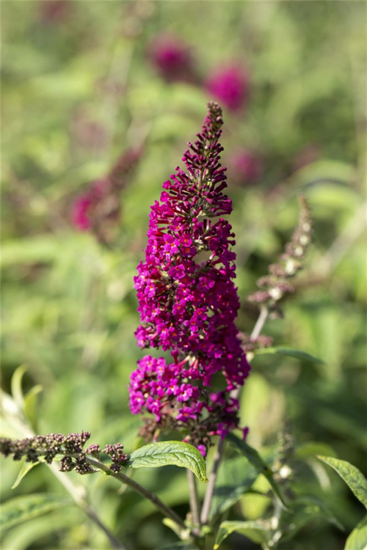  Sommerflieder „Raspberry Wine“