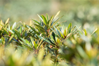  Pontischer Rhododendron „Graziella“ - Hecke