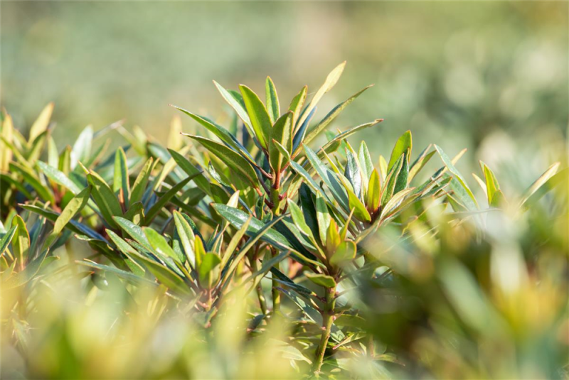  Pontischer Rhododendron „Graziella“ - Hecke