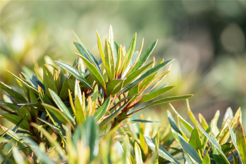  Pontischer Rhododendron „Graziella“ - Hecke