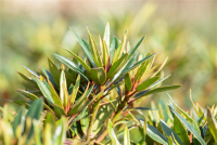  Pontischer Rhododendron „Graziella“