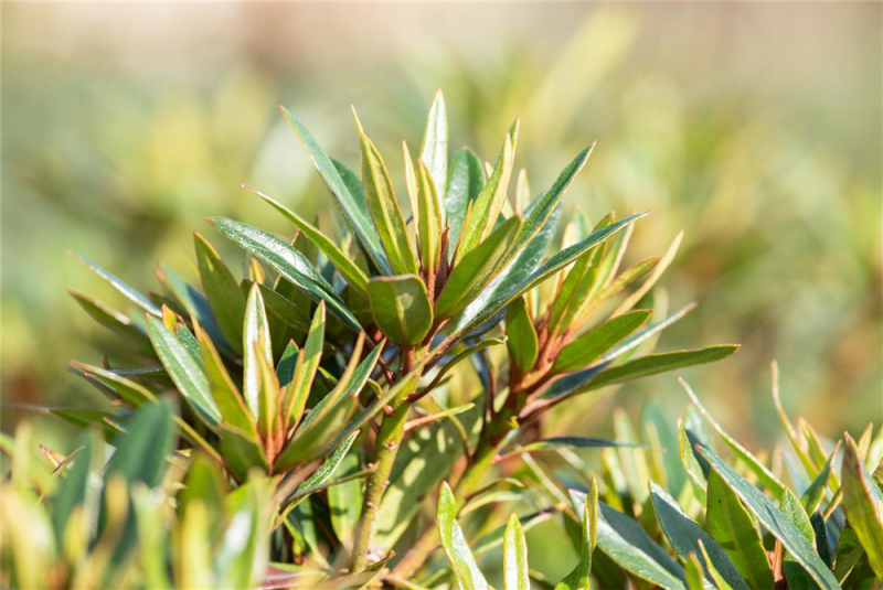  Pontischer Rhododendron „Graziella“ - Hecke