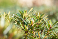  Pontischer Rhododendron „Graziella“