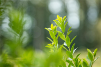  Säulen-Berg-Ilex „Fastigiata“
