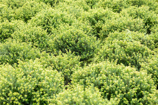  Berg-Ilex „Glorie Dwarf“