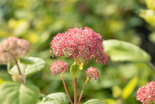  Ballhortensie „Pink Annabelle®“