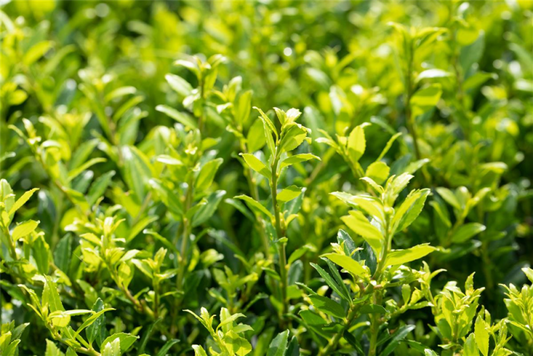  Berg-Ilex „Twiggy“