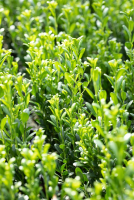  Säulen-Berg-Ilex „Fastigiata“