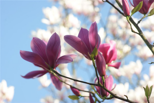  Tulpen-Magnolie „Starburst“