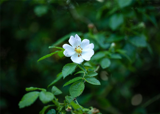  Vielblütige Rose