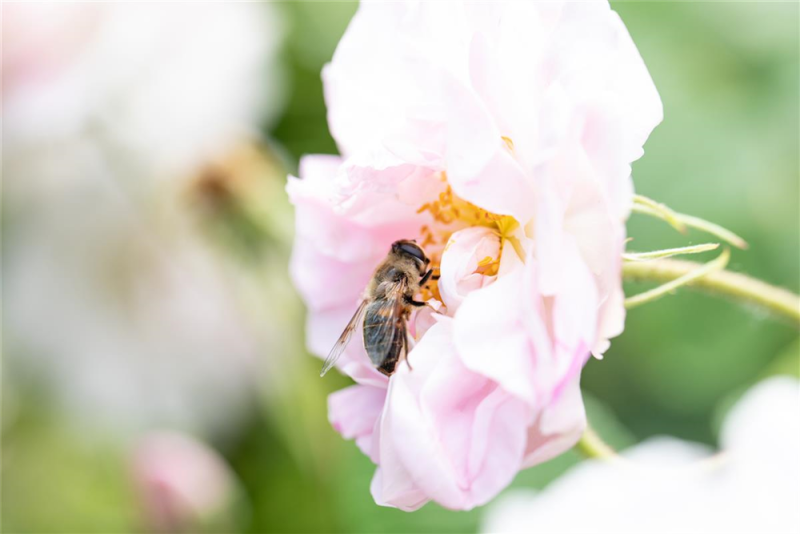  Insektennährgehölz-Hecke