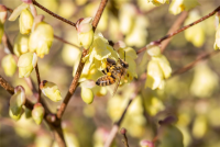  Insektennährgehölz-Hecke