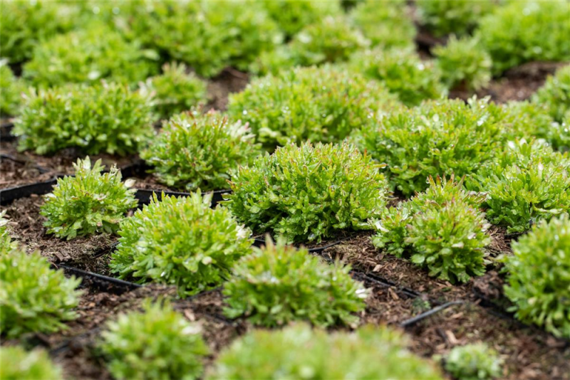  Garten-Moos-Steinbrech „Peter Pan“