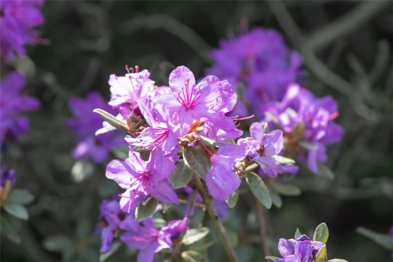  Rhododendron „Lauretta“
