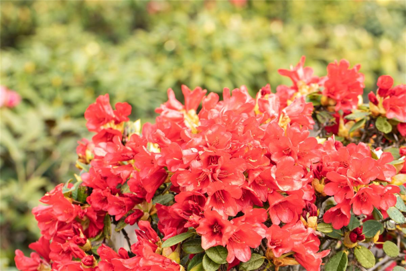  Zwerg-Rhododendron „Baden-Baden“