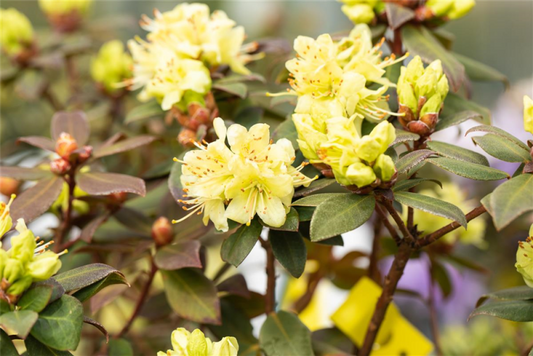  Zwergalpenrose „Princess Anne“