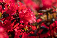  Japanische Azalee „Maruschka®“