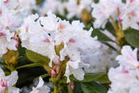  Rhododendron „Cunningham“s White“