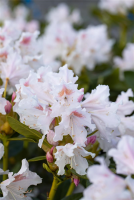  Rhododendron „Cunningham“s White“