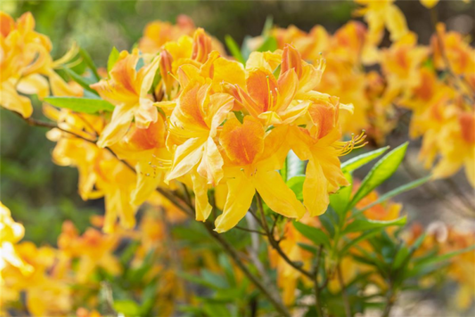  Sommergrüne Azalee „Sun Star“