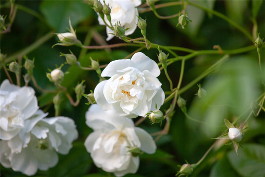  Kletterrose „Bobby James„