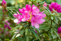  Pontischer Rhododendron „Graziella“ - Hecke