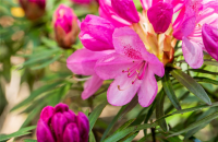 Pontischer Rhododendron „Graziella“