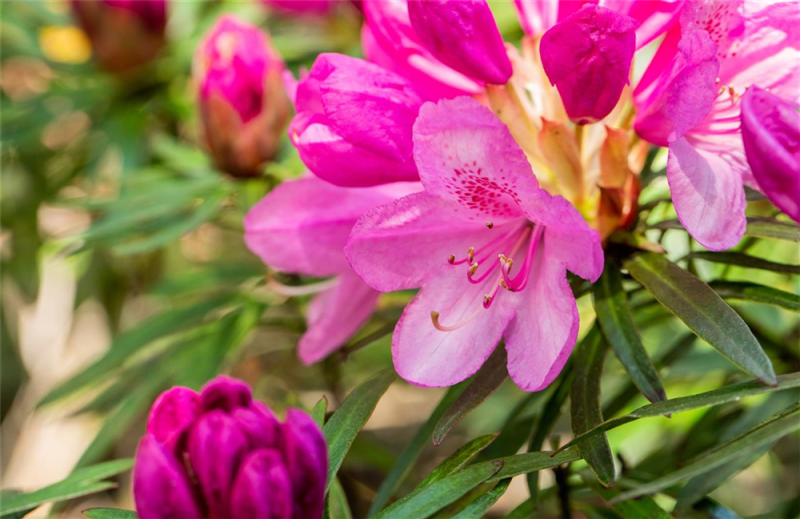  Pontischer Rhododendron „Graziella“