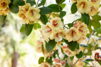  Rhododendron-Hybride „Viscy“