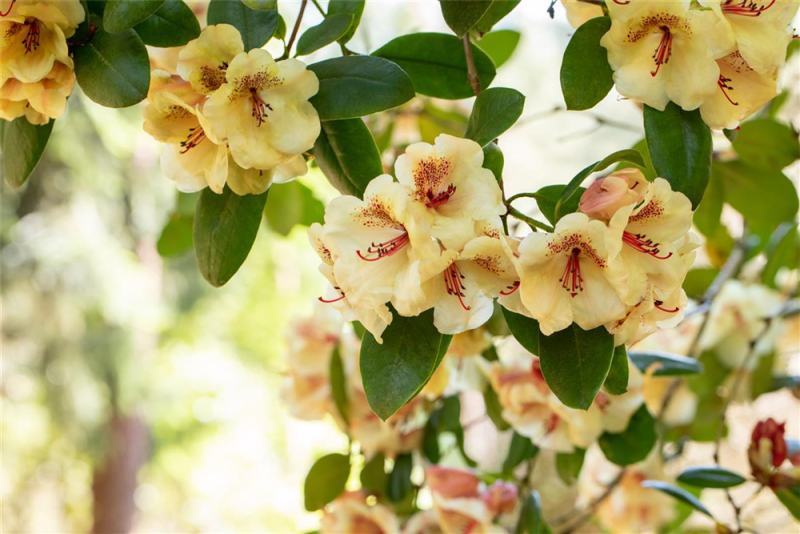  Rhododendron-Hybride „Viscy“