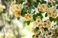  Rhododendron-Hybride „Viscy“