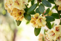  Rhododendron-Hybride „Viscy“