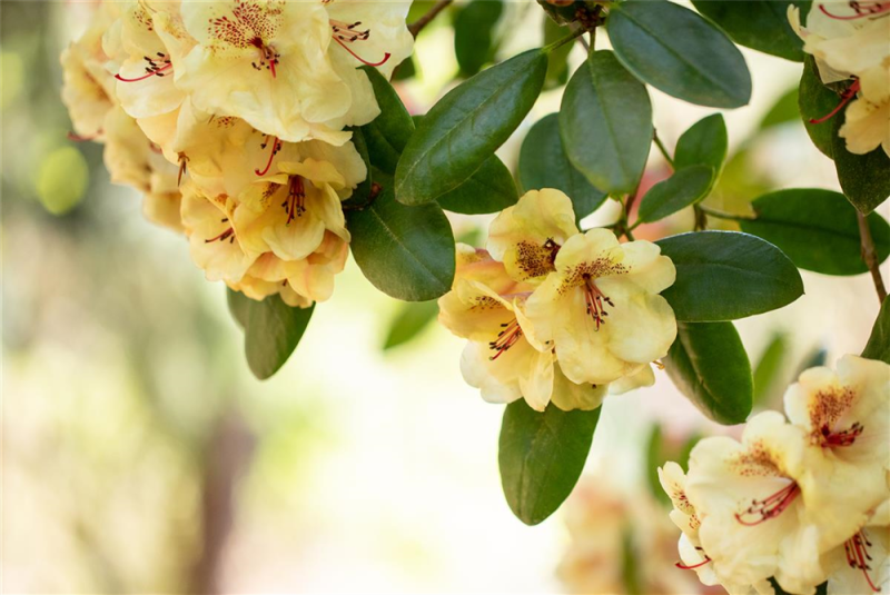  Rhododendron-Hybride „Viscy“