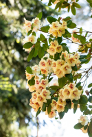  Rhododendron-Hybride „Viscy“