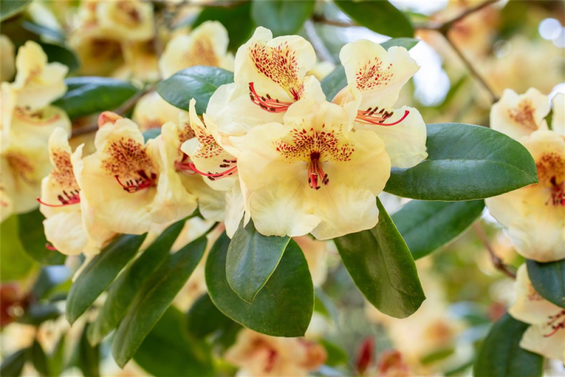  Rhododendron-Hybride „Viscy“