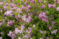  Meyer´s Flieder „Palibin“