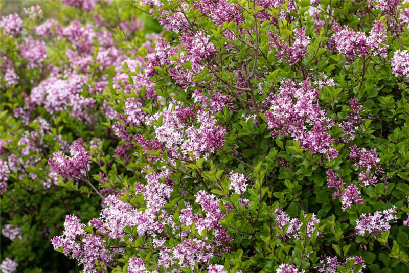  Meyer´s Flieder „Palibin“