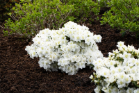  Rhododendron „Cunningham“s White“