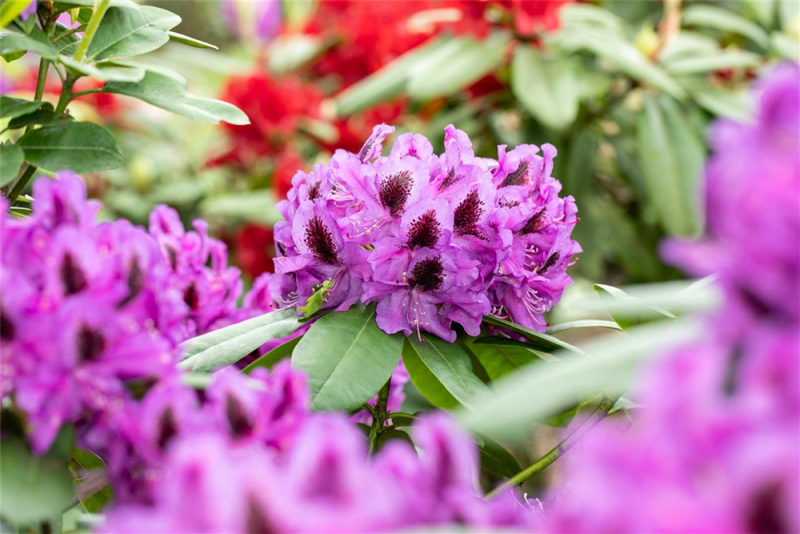  Rhododendron-Hybride „Pfauenauge®“