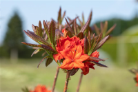  Sommergrüne Azalee „Fireball“