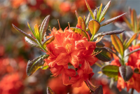  Sommergrüne Azalee „Fireball“