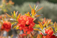  Sommergrüne Azalee „Fireball“