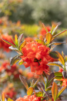  Sommergrüne Azalee „Fireball“