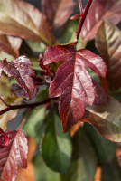  Zierapfel „Scarlett“