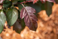  Zierapfel „Scarlett“