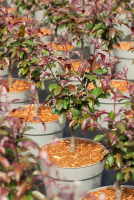  Zierapfel „Scarlett“