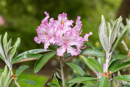  Rhododendron „Millenium“