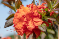  Sommergrüne Azalee „Fireball“